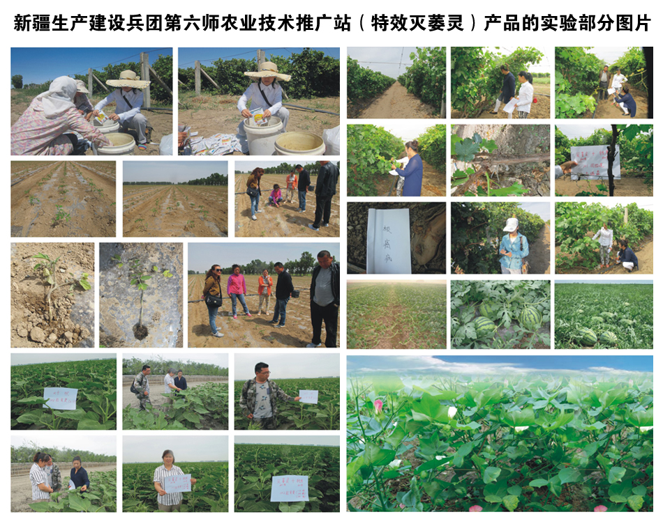 新疆生產(chǎn)建設(shè)兵團第六師農(nóng)業(yè)技術(shù)推廣站（產(chǎn)品的實驗部分圖片