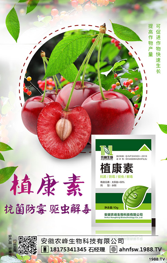 當(dāng)歸怎么種植，當(dāng)歸種植效益及栽培技術(shù)！