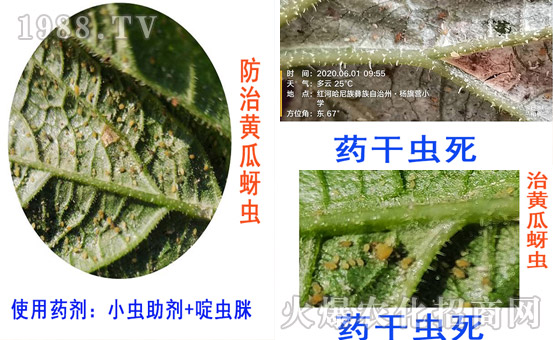     小蟲(chóng)專(zhuān)用助劑-杰效豐