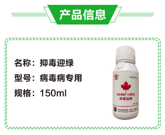 抑毒迎綠(專治病毒?。?綠肥_02