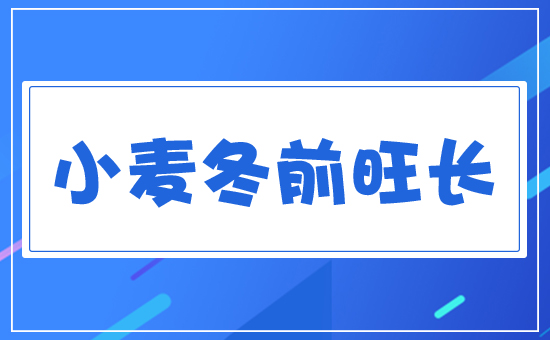 小麥冬前旺長