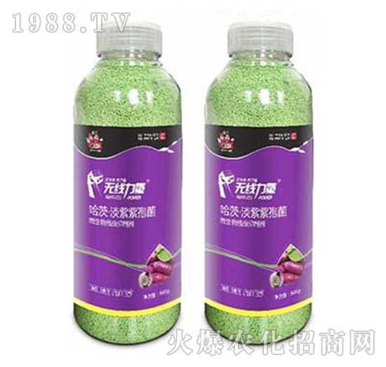 無(wú)線力量-薯幫主-升華永樂