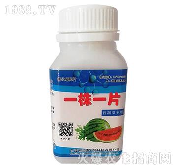 西甜瓜專(zhuān)用-一株一片