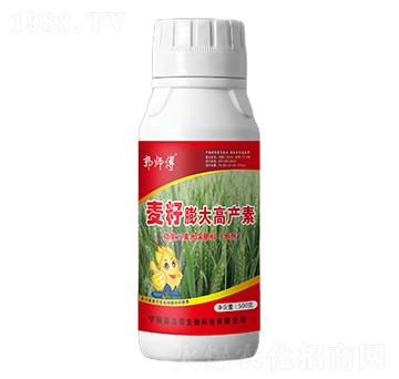 麥籽膨大高產(chǎn)素-郭師傅-立信生物